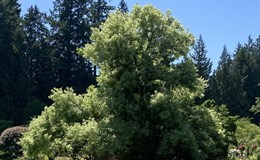 Ein Baum für Naumburg